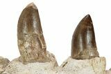 Mosasaur Jaw Section with Two Teeth - Morocco #220673-1